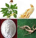 Panax ginseng